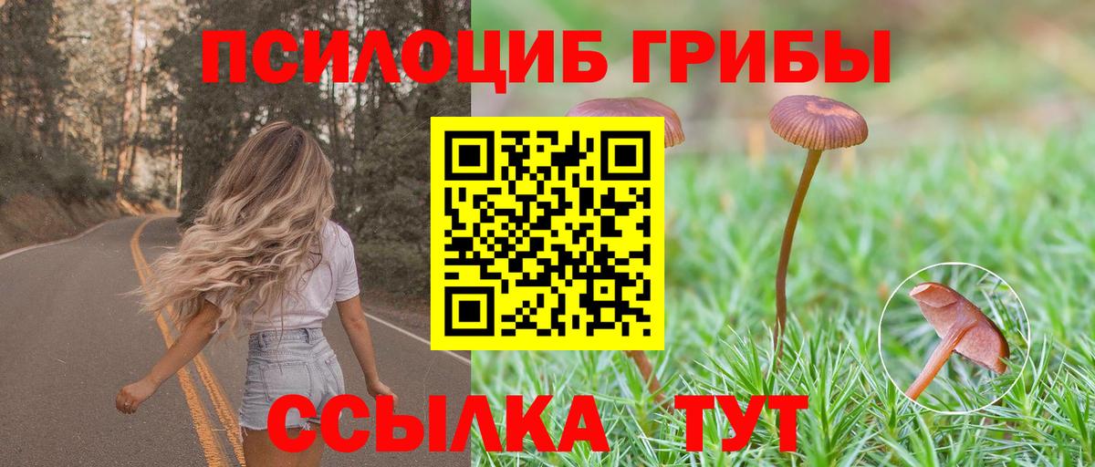 Галлюциногенные грибы Psilocybe Гудермес